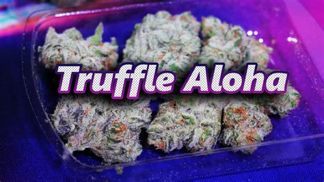 Truffle aloha strain - Description: Raspberry Truffle Strain is a hybrid strain that yields funky sour candy terpenes and cookie sweetness resulting in a complex profile of sweet, sour, earthy and astringent notes with chocolate overtones. This strain may deliver uplifting effects leaving your body and mind in a state of happiness and bliss. Note:
